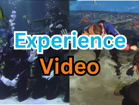 Shark Experience Video For Discount